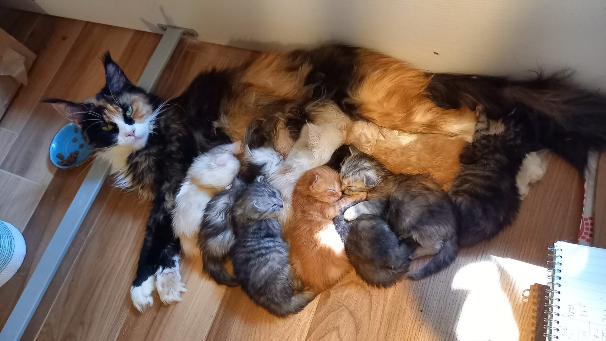 Sou Line Liz cucciolata 2025 cuccioli Red Black Tabby Tortie