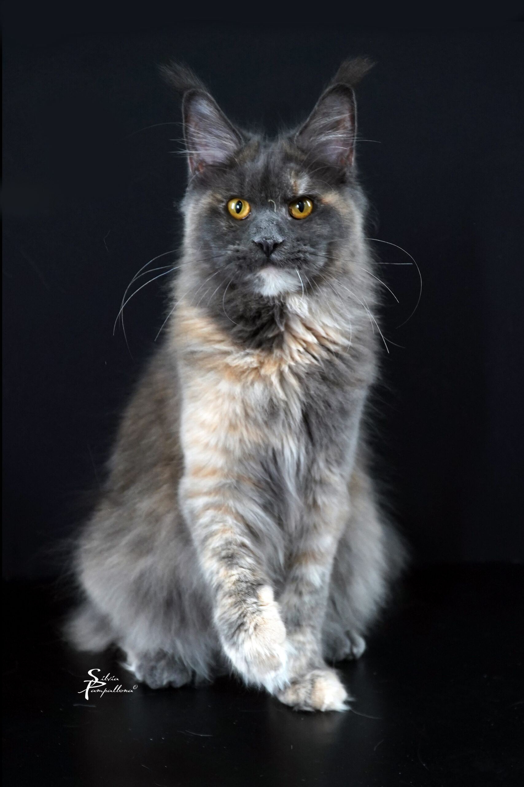 Soul Line Maine Coon Margot