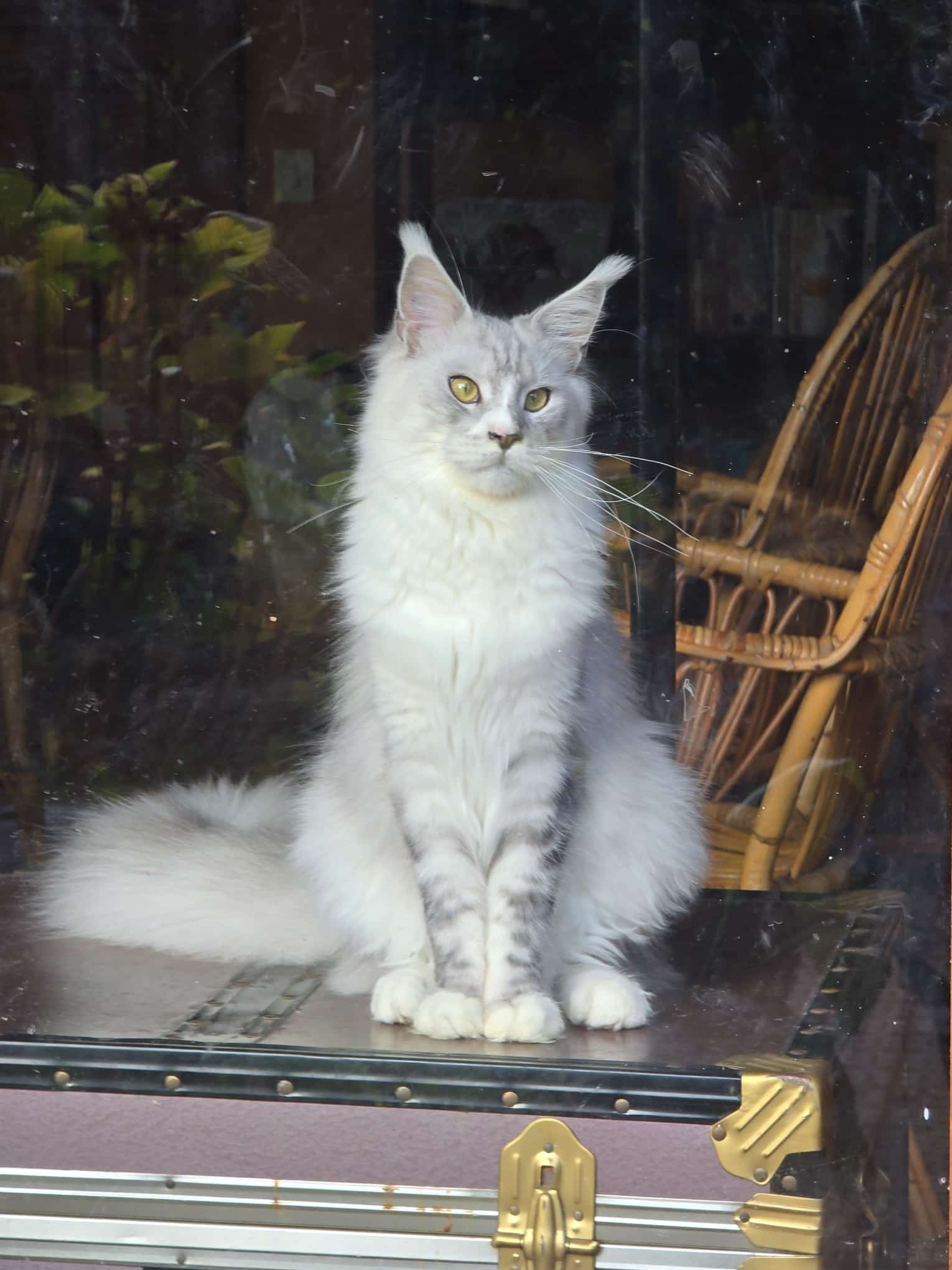 Soul Line Maine Coon Nipiol