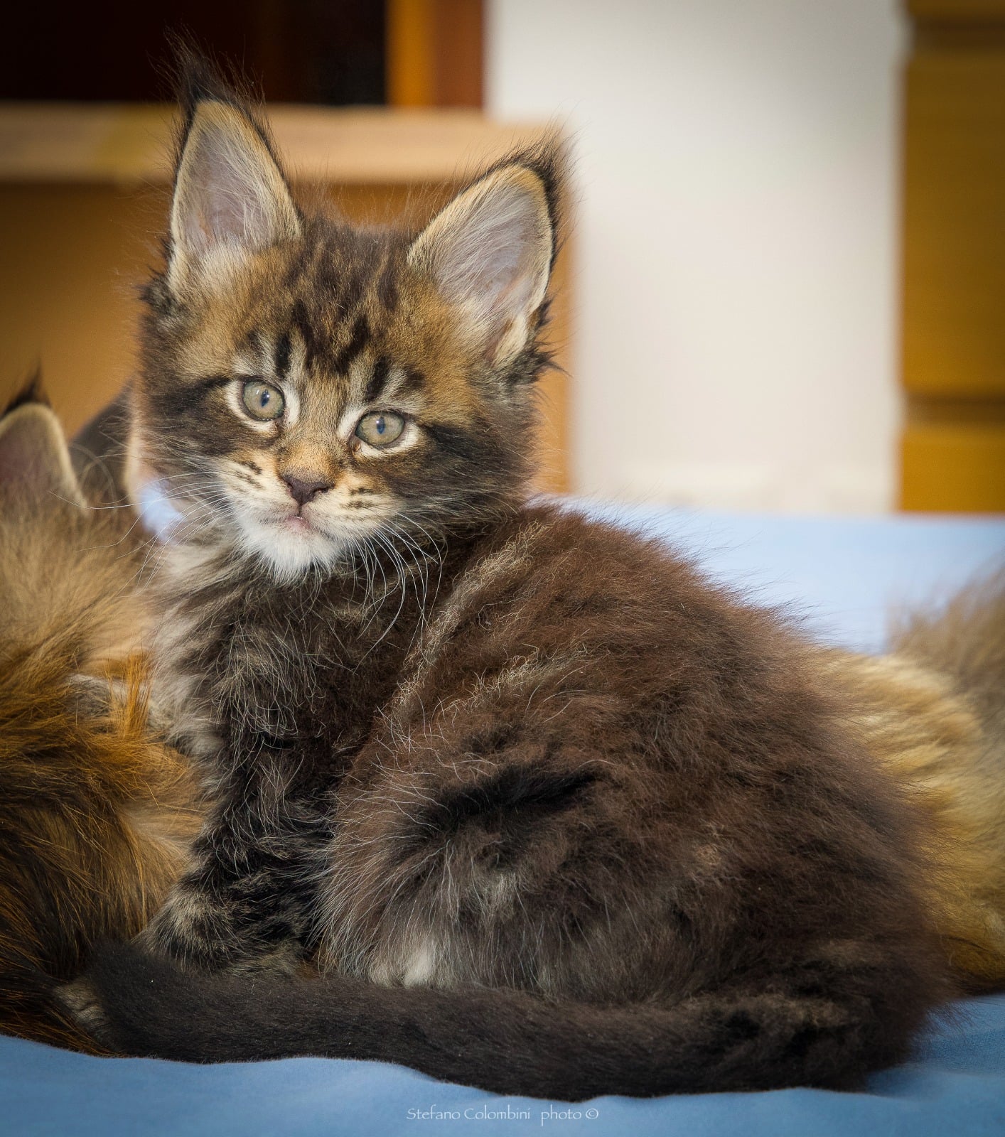 Soul Line Cosmo gattino cucciolata 2022 Brown Tabby