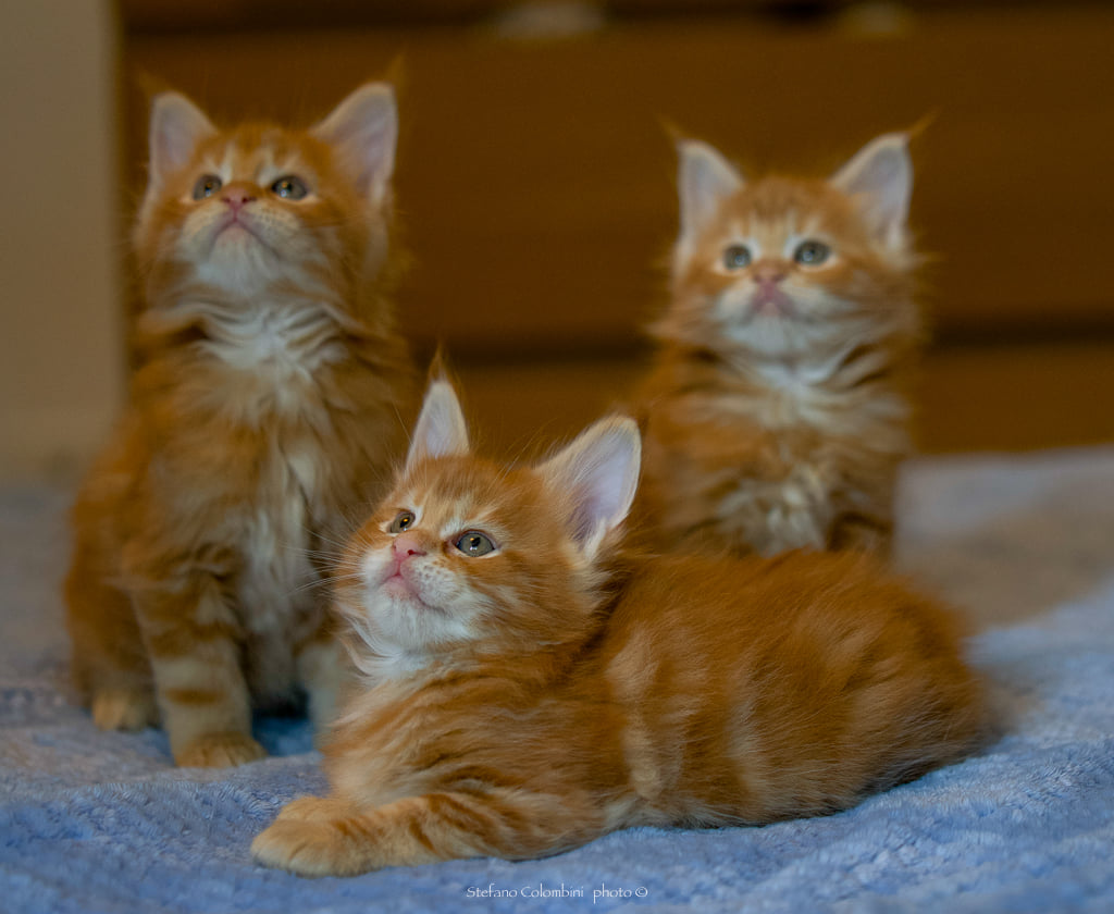 cuccioli allevamento soul line red tabby