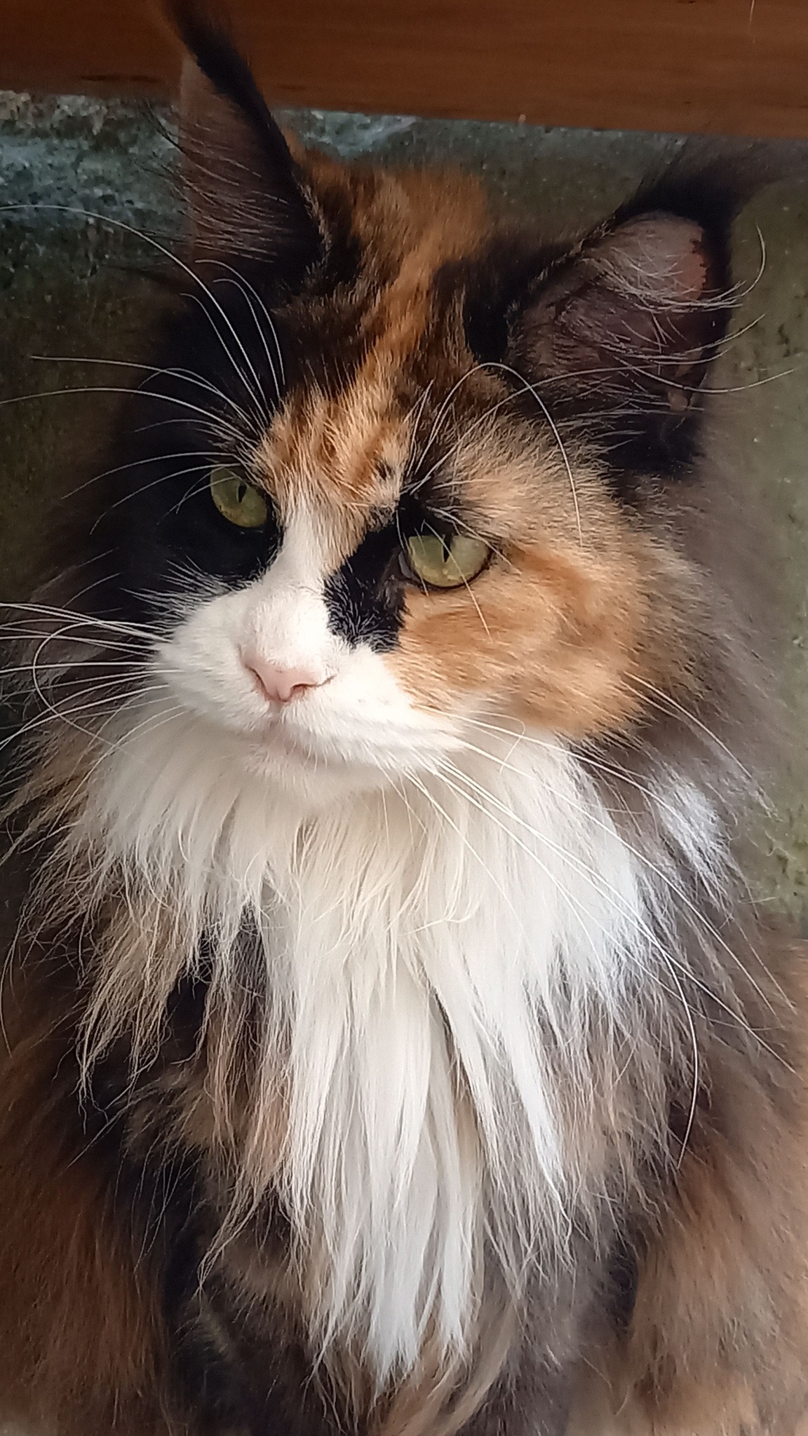 Soul line liz tortie con bianco